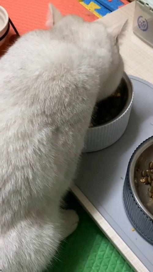 有好多爆料的猫吗视频播放,“有好多爆料的猫吗”视频背后的秘密